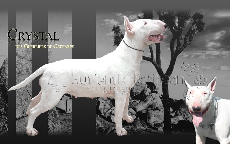 Les Bull Terrier de l'affixe Hot'Entik Karibbeaan Dogz