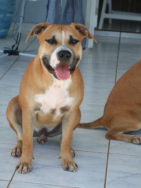 Hot'Entik Karibbeaan Dogz Caman