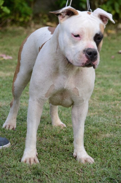 Hot'Entik Karibbeaan Dogz Hirayama