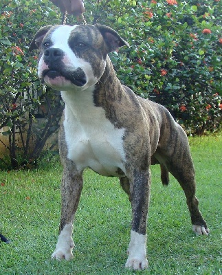 Hotentik Karbean dog Diabolo RCACS Expo Martinique 2010