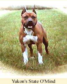 Chiens Préférés